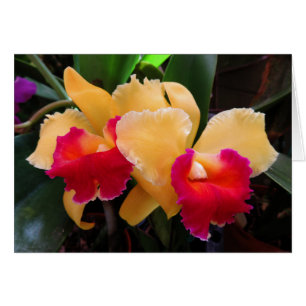 Cattleya Orchid