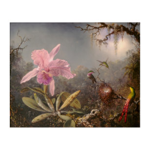 Cattleya Orchid and Three Hummingbirds Acrylic Print