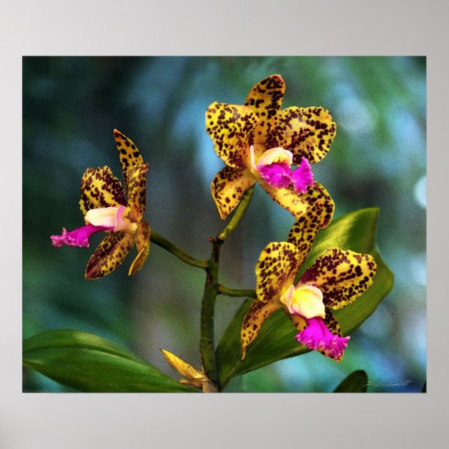 Cattleya Orchid Art Print -24x20 -other sizes also (Front)