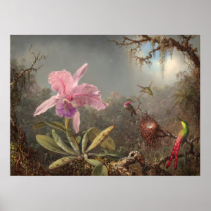 Cattleya Orchid - Martin Heade Fine Art Poster