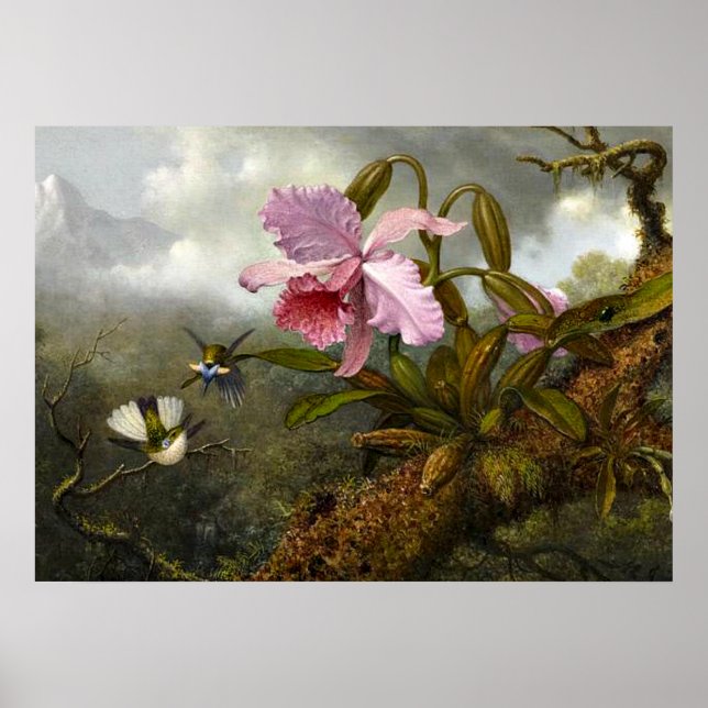 Cattleya Orchid, Two Hummingbirds and a Beetle Poster (Front)