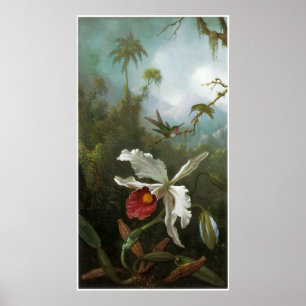 Cattleya Orchid Vintage Poster
