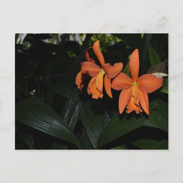 Cattleya Orchids and Tropical Plants Postcard (Front)