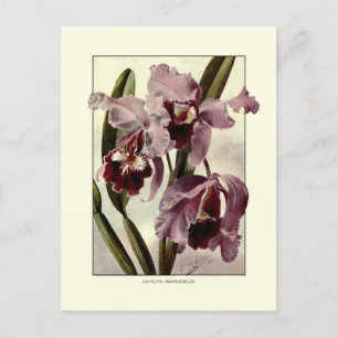 Cattleya orchids postcard