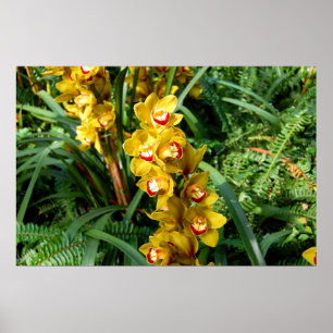 Cattleya Orchids - yellow Poster