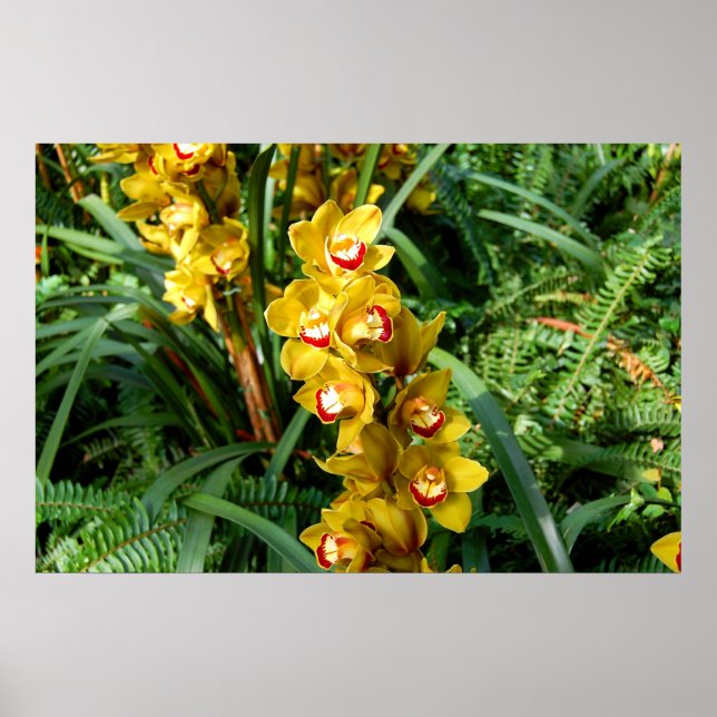 Cattleya Orchids - yellow Poster (Front)