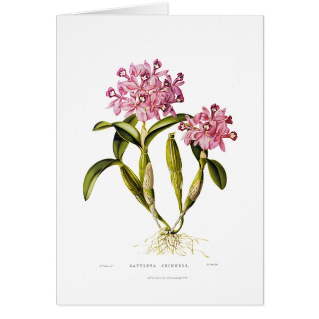 Cattleya skinneri (Front)