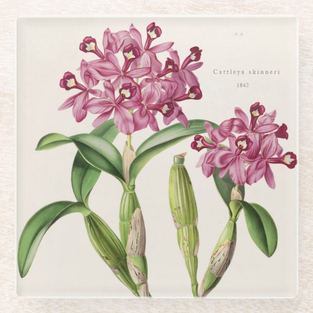 Cattleya skinneri by Bateman Orchid Print Glass Coaster (Front)
