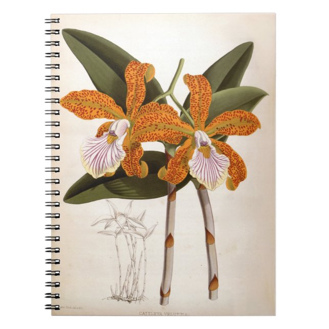 Cattleya Velutina Vintage Lindenia Orchid Notebook (Front)