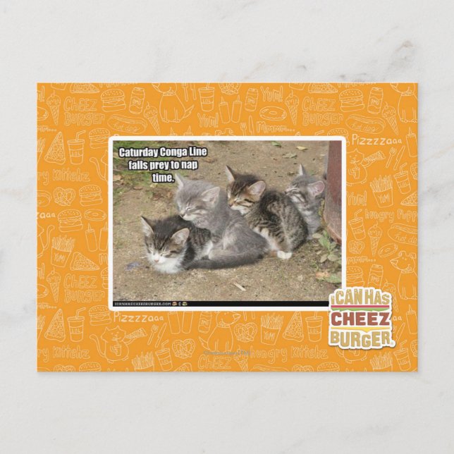 Caturday Conga Line Postcard (Front)