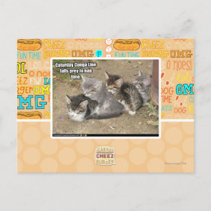 Caturday Conga Line Postcard