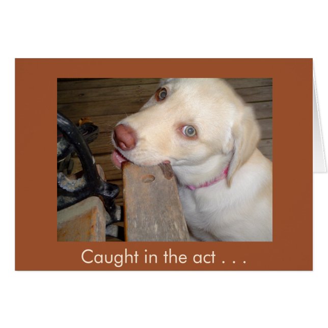 Caught in the Act of Loving You Yellow Lab (Front Horizontal)