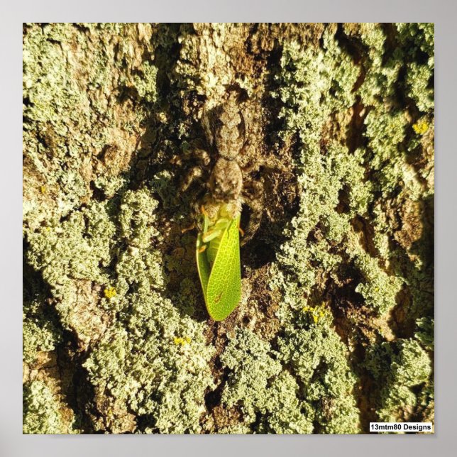 Caught Leafhopper - Poster (Front)