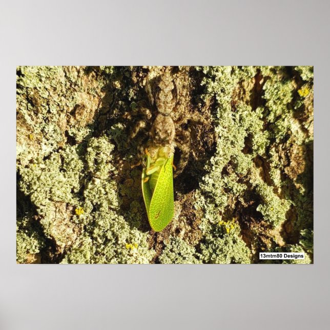 Caught Leafhopper - Poster (Front)