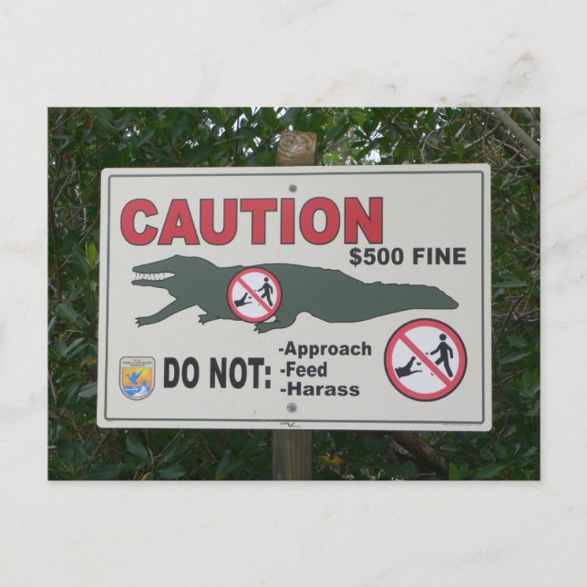 Caution Alligators Sign Postcard (Front)
