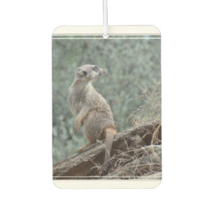 Cautious Meerkat Car Air Freshener