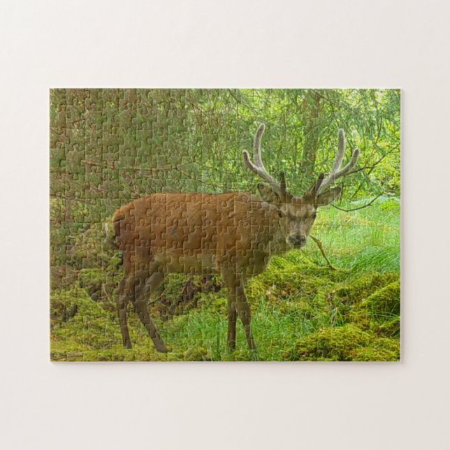 Cautious Red Deer Stag Jigsaw Puzzle (Horizontal)