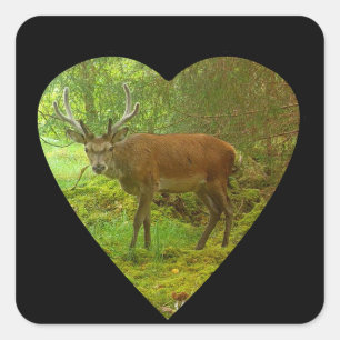Cautious Red Deer Stag Square Sticker