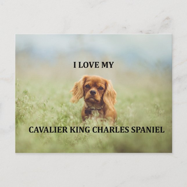 cav ruby love w pic postcard (Front)