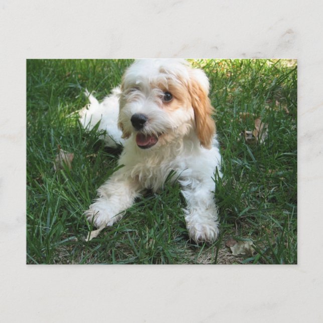 Cavachon Postcard, Add your Dog Photo Postcard (Front)