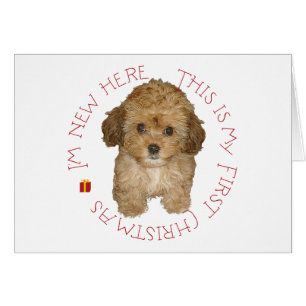 Cavachon Puppy First Christmas