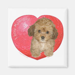 Cavachon Valentine Magnet