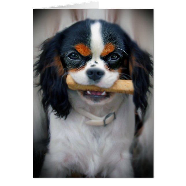 Cavalier King Charles (Front)
