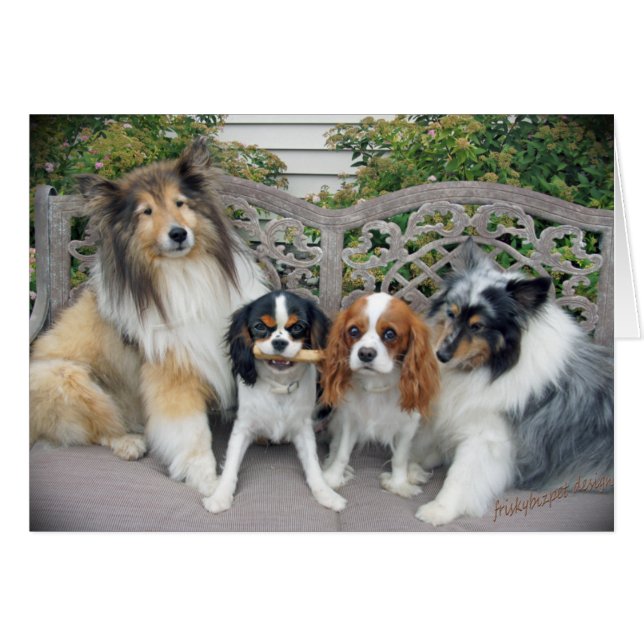 Cavalier King Charles  and Shelties (Front Horizontal)