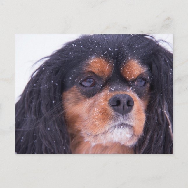 Cavalier King Charles Avec Snowflakes Carte Postal (Devant)