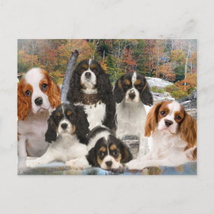 Cavalier King Charles Can't Have Just One gifts Postcard