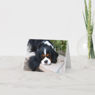 Cavalier King Charles Card