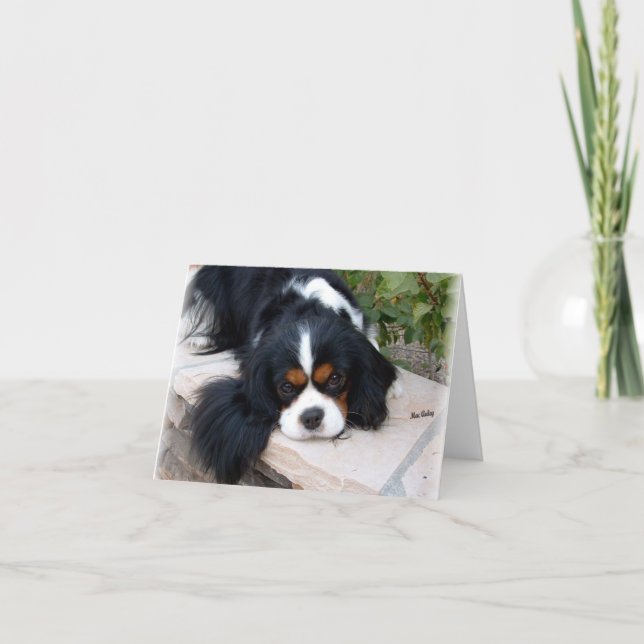 Cavalier King Charles Card (Front)