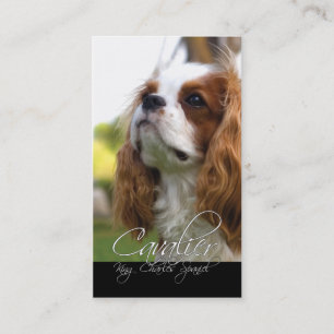 Cavalier King Charles Cartes de visite espagnols