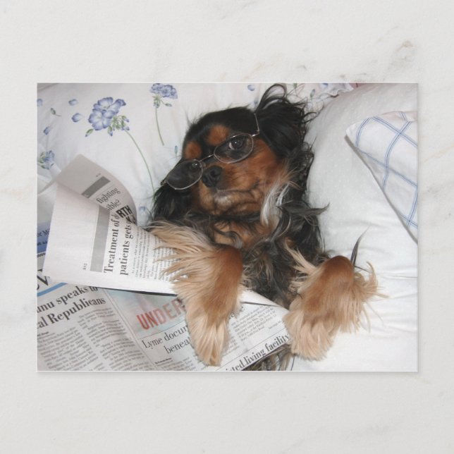 Cavalier King Charles In Bed Reading Newspaper Postcard (Front)