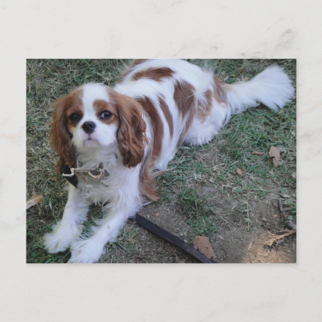 Cavalier King Charles jolie carte postale chien ch (Devant)