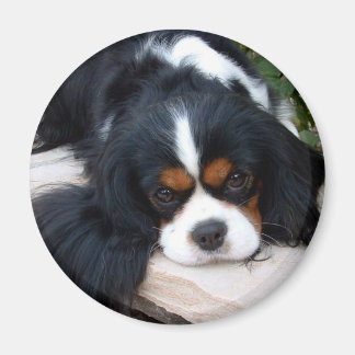 Cavalier King Charles Magnet