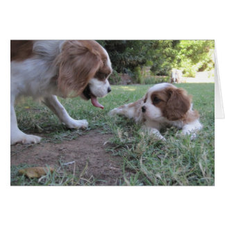 Cavalier King Charles Rescues