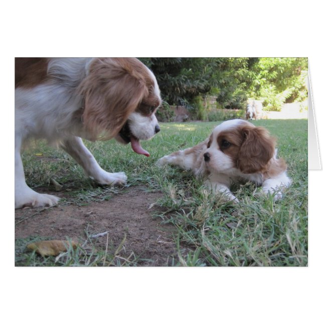 Cavalier King Charles Secourt (Devant Horizontal)