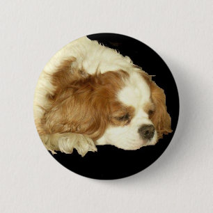 CAVALIER KING CHARLES SLEEPING 2 INCH ROUND BUTTON