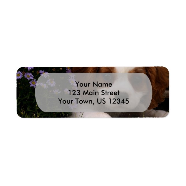 Cavalier King Charles Spaniel (Devant)