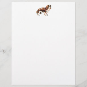 Cavalier King Charles Spaniel