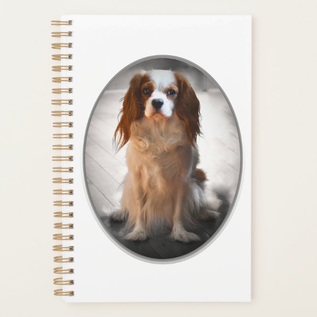 Cavalier King Charles Spaniel (Devant)