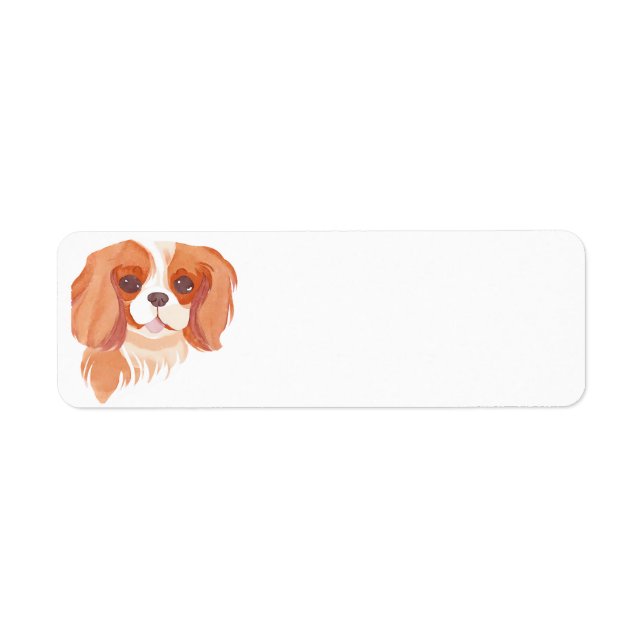 Cavalier King Charles Spaniel (Devant)