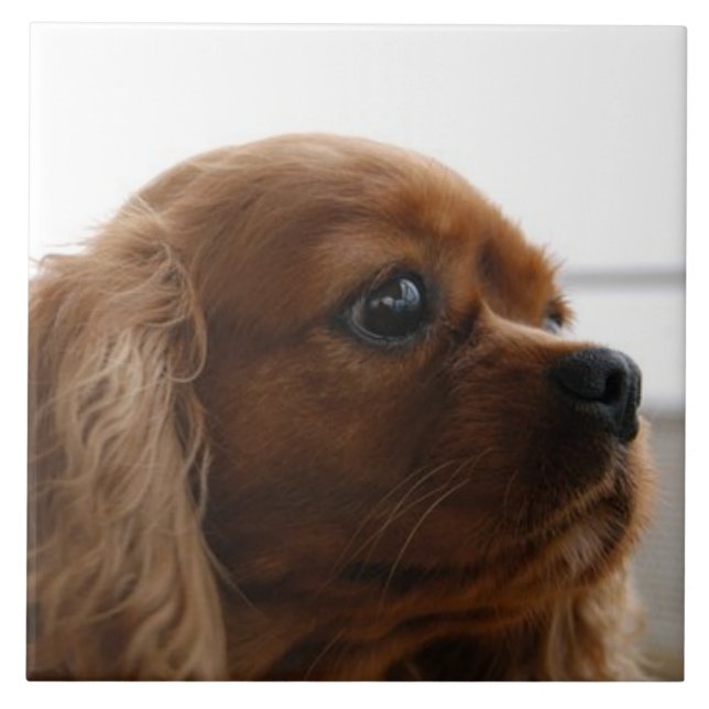 Cavalier King Charles Spaniel 3 Pet Love, KEEPSAKE Tile (Front)