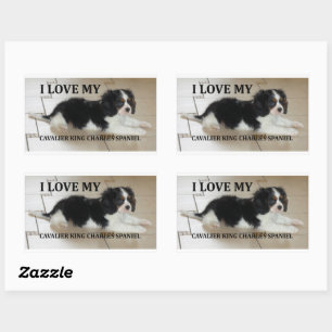 Cavalier_King_Charles_Spaniel black and white love Sticker