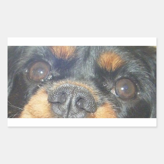 cavalier king charles spaniel black tan eyes sticker (Front)