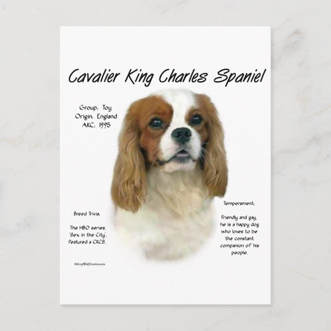 Cavalier King Charles Spaniel (Blenheim) History Postcard (Front)