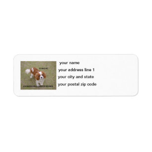 Cavalier-king-charles-spaniel blenheim love w pic.