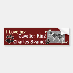 Cavalier King Charles Spaniel Bumper Sticker