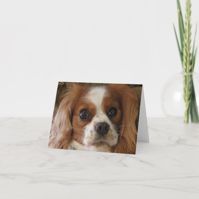 Cavalier King Charles Spaniel Card (Front)